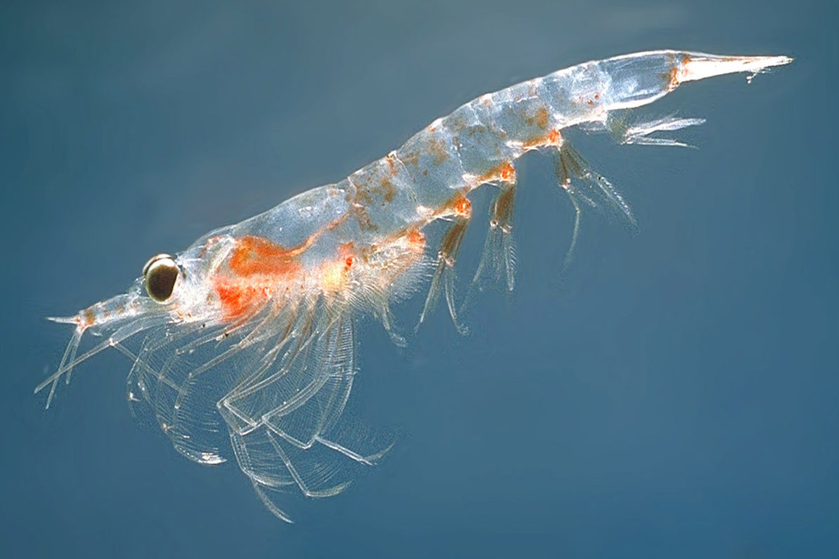 Krill Animale