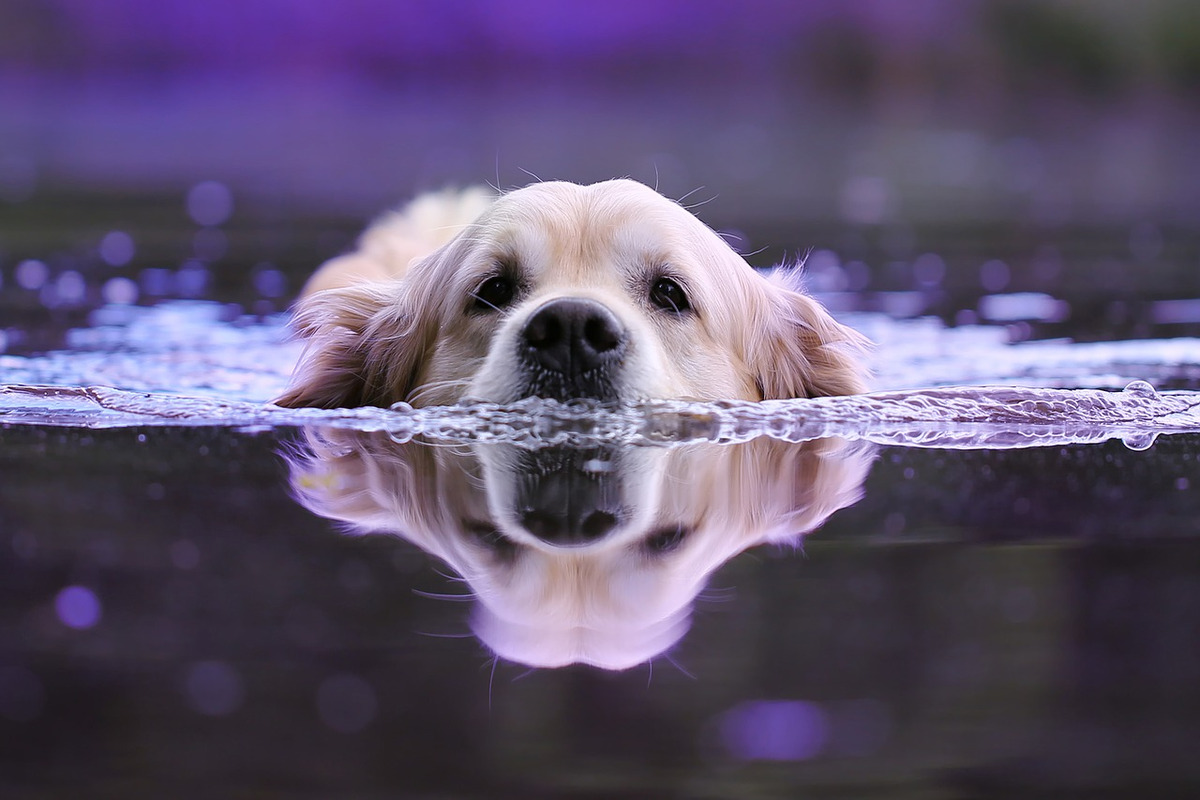 Cane Piscina