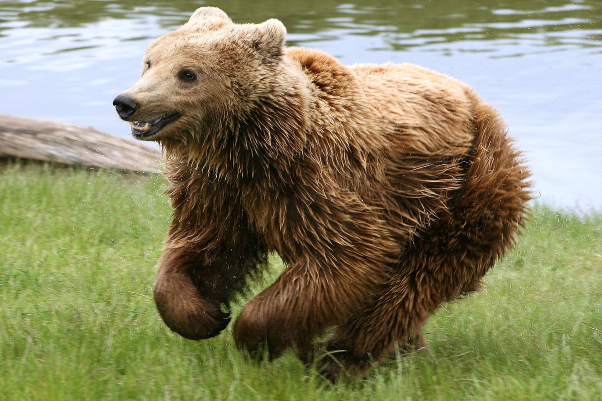 Orso Cantabrici