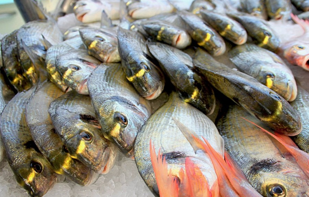 Pesce Laboratorio