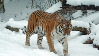 Tigre Nepal