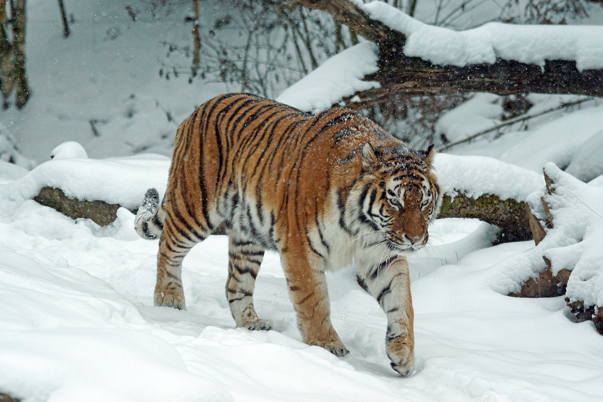 Tigre Nepal