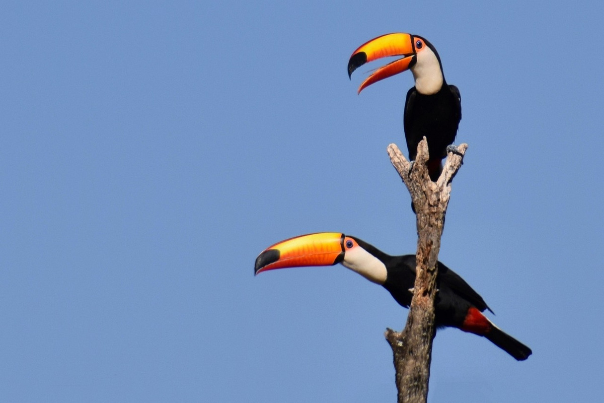 Tucano Antenato