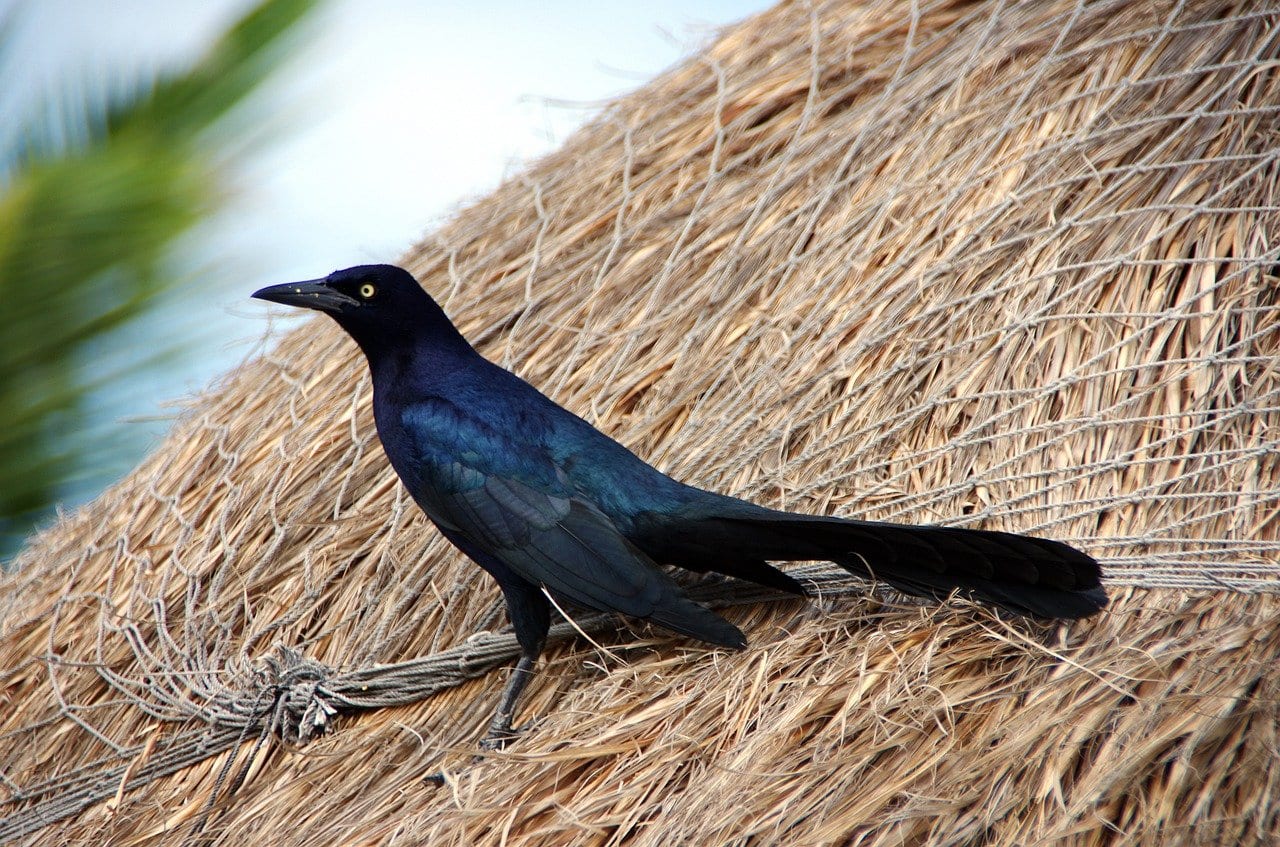 Uccelli Occhi Palpebre