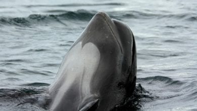 Canyon Cetacei Catalogna