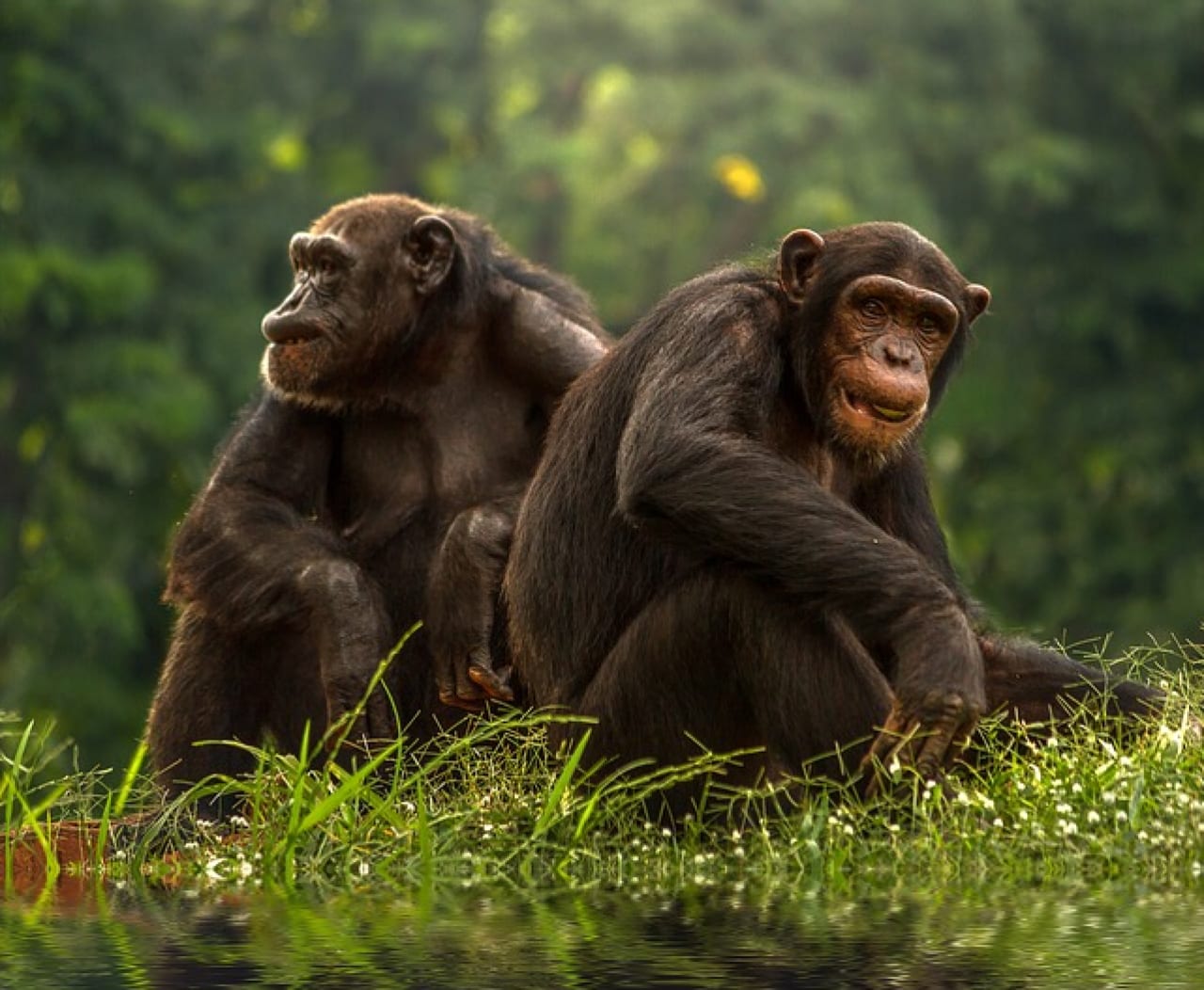 Scimpanzé Amicizia