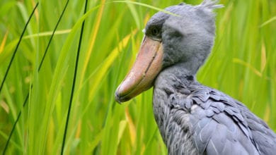 Shoebill Uccello