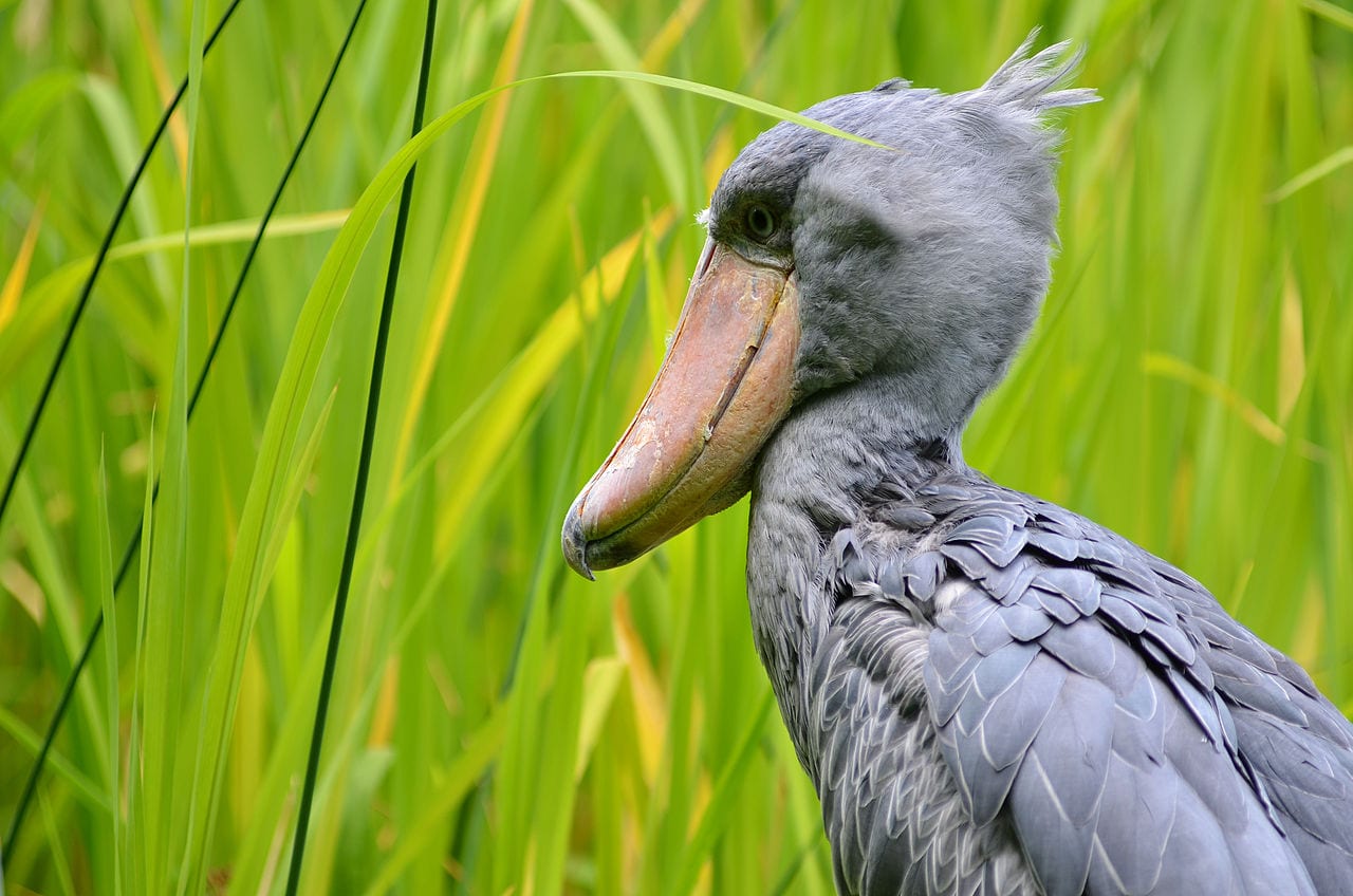 Shoebill Uccello