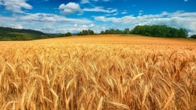 Agricoltura Pesticidi Tracce