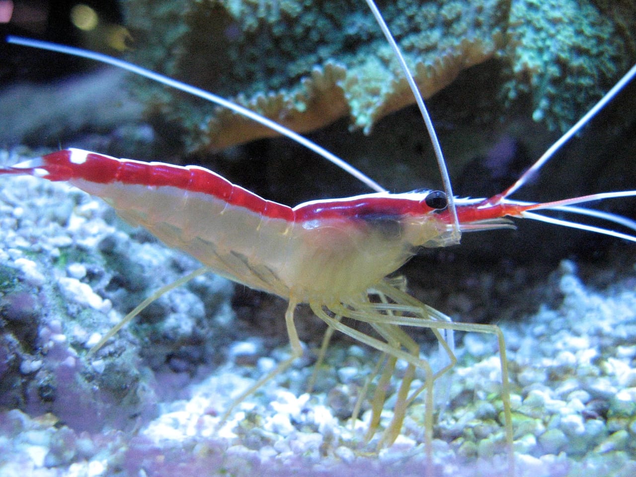 Gamberetti Castagnola Domesticazione