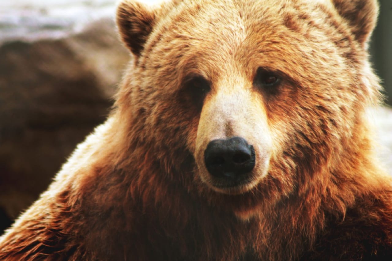 Orso Grizzly Riconoscimento Facciale