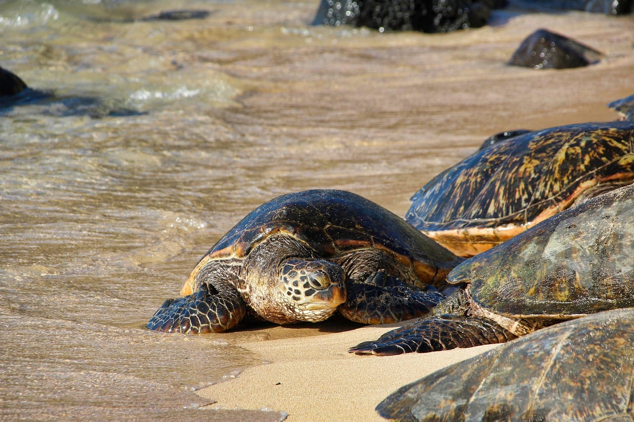 Tartarughe Marine Texas