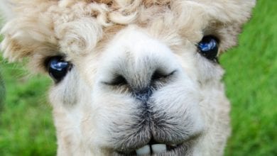 Alpaca Denti