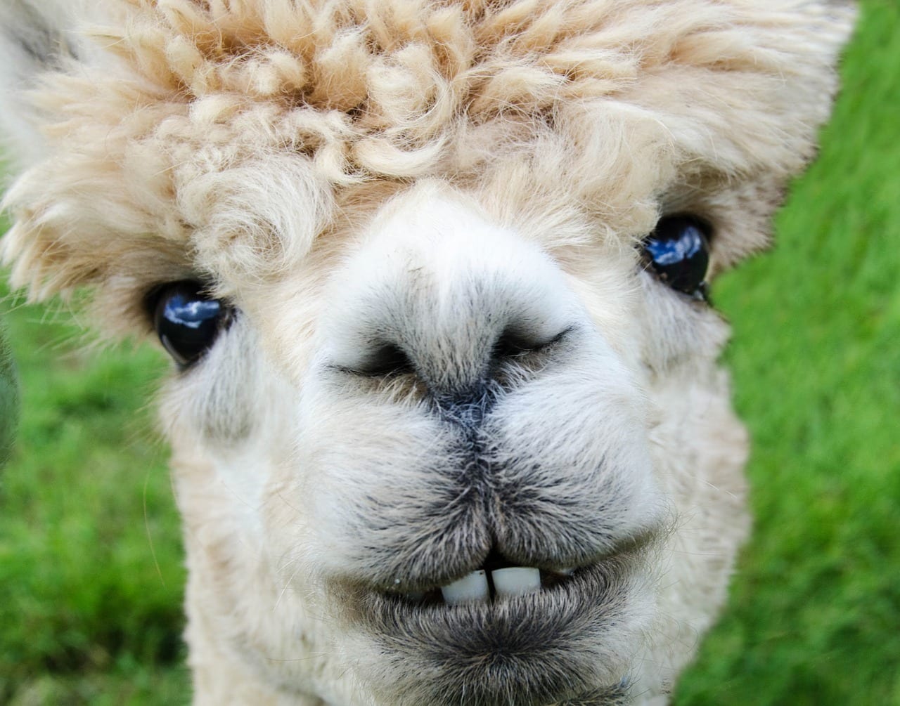 Alpaca Denti