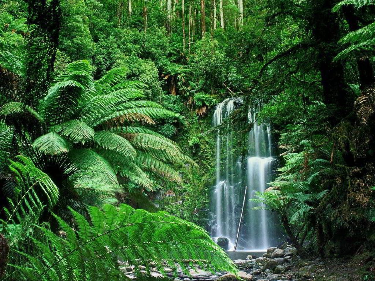 Foreste Tropicali 2020