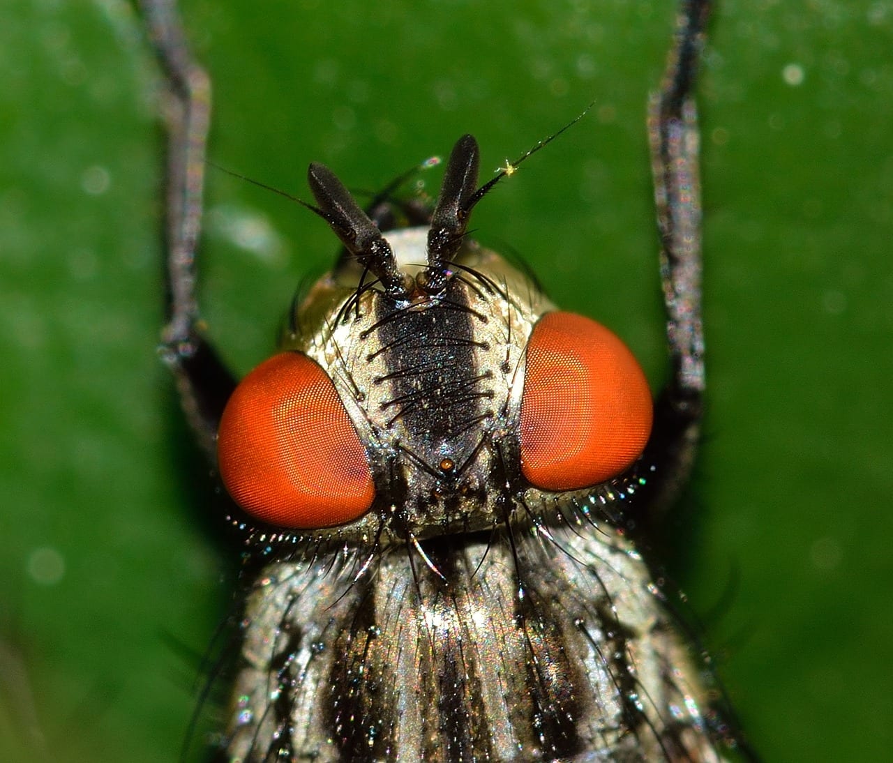 Mosca Impollinazione