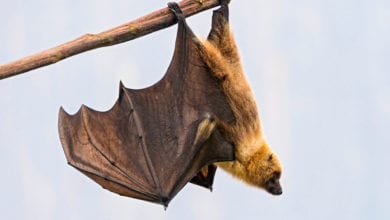 Pipistrelli Zanzare Spagna