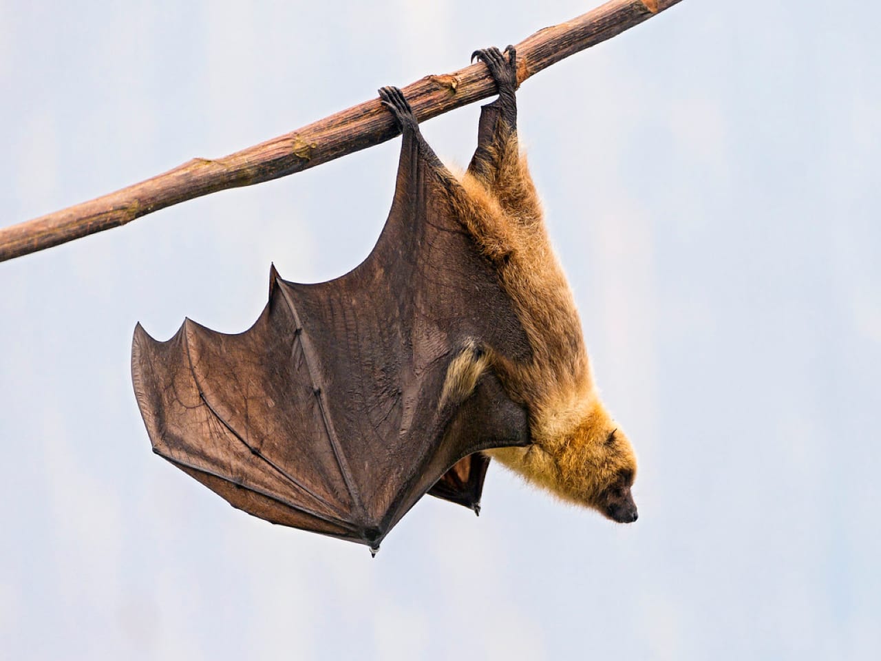 Pipistrelli Zanzare Spagna