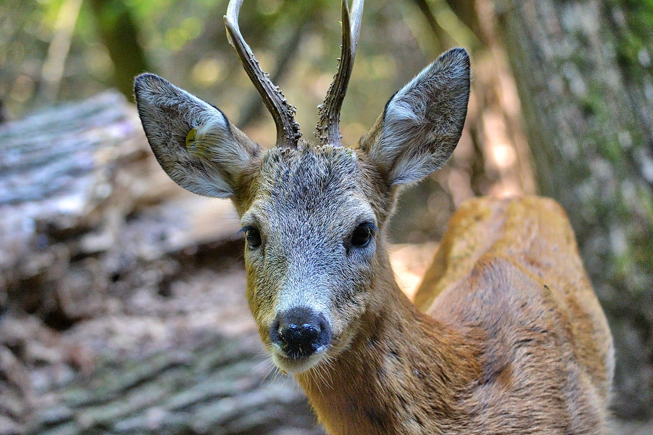 Capriolo Quota