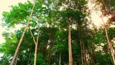 Foresta Amazzonica CO2