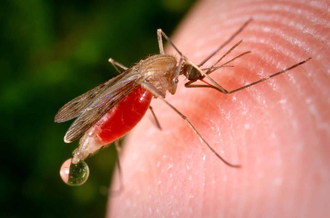 Zanzara Repellenti