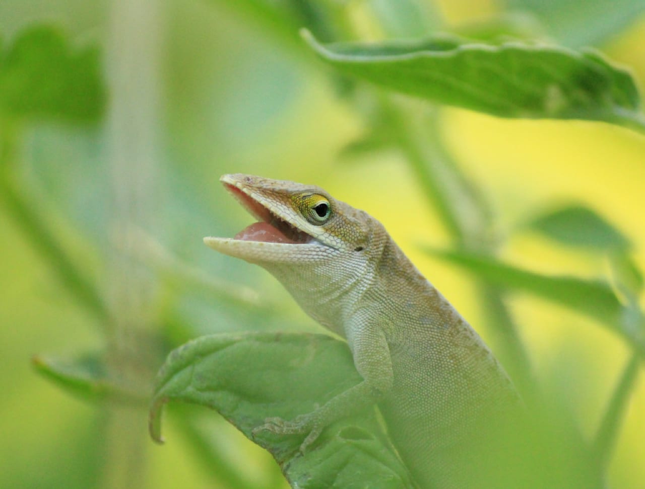 Lucertole Subacquee