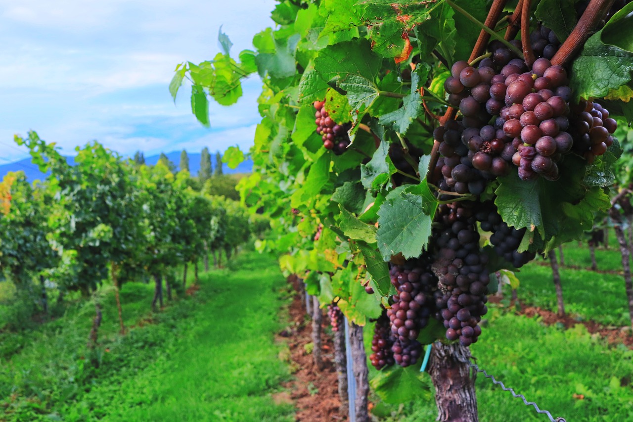 Italia vendemmia anticipata