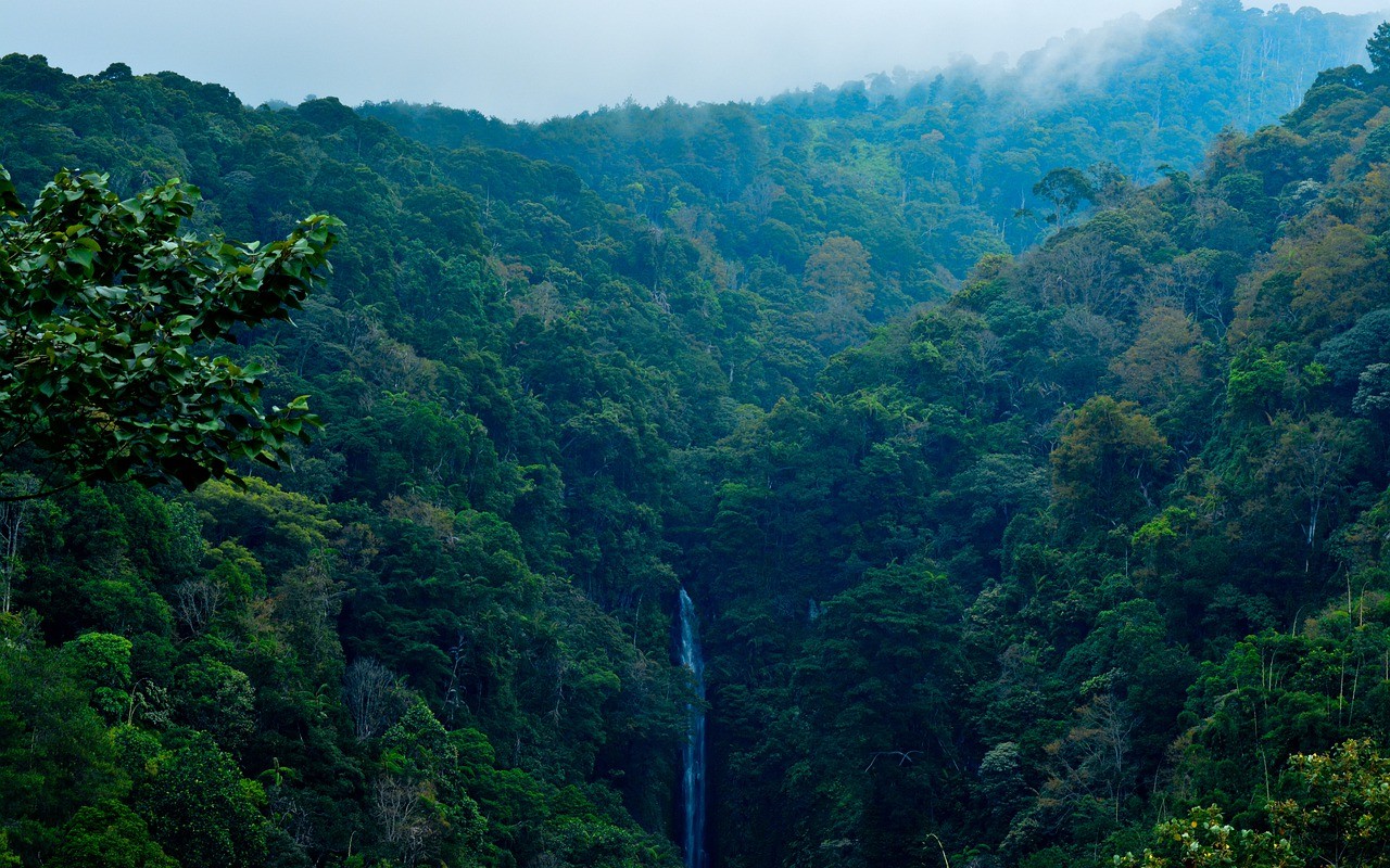 Pirelli Bmw sostegno foresta Indonesia