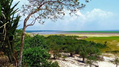 foresta pluviale tropicale