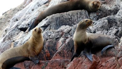 Ecuador amplia riserva marina Galapagos