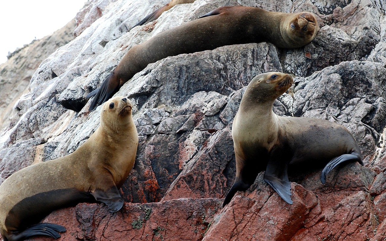 Ecuador amplia riserva marina Galapagos