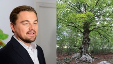 Leonardo DiCaprio albero