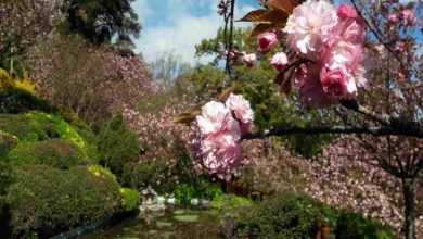 Era di Maggio Orto Botanico Roma