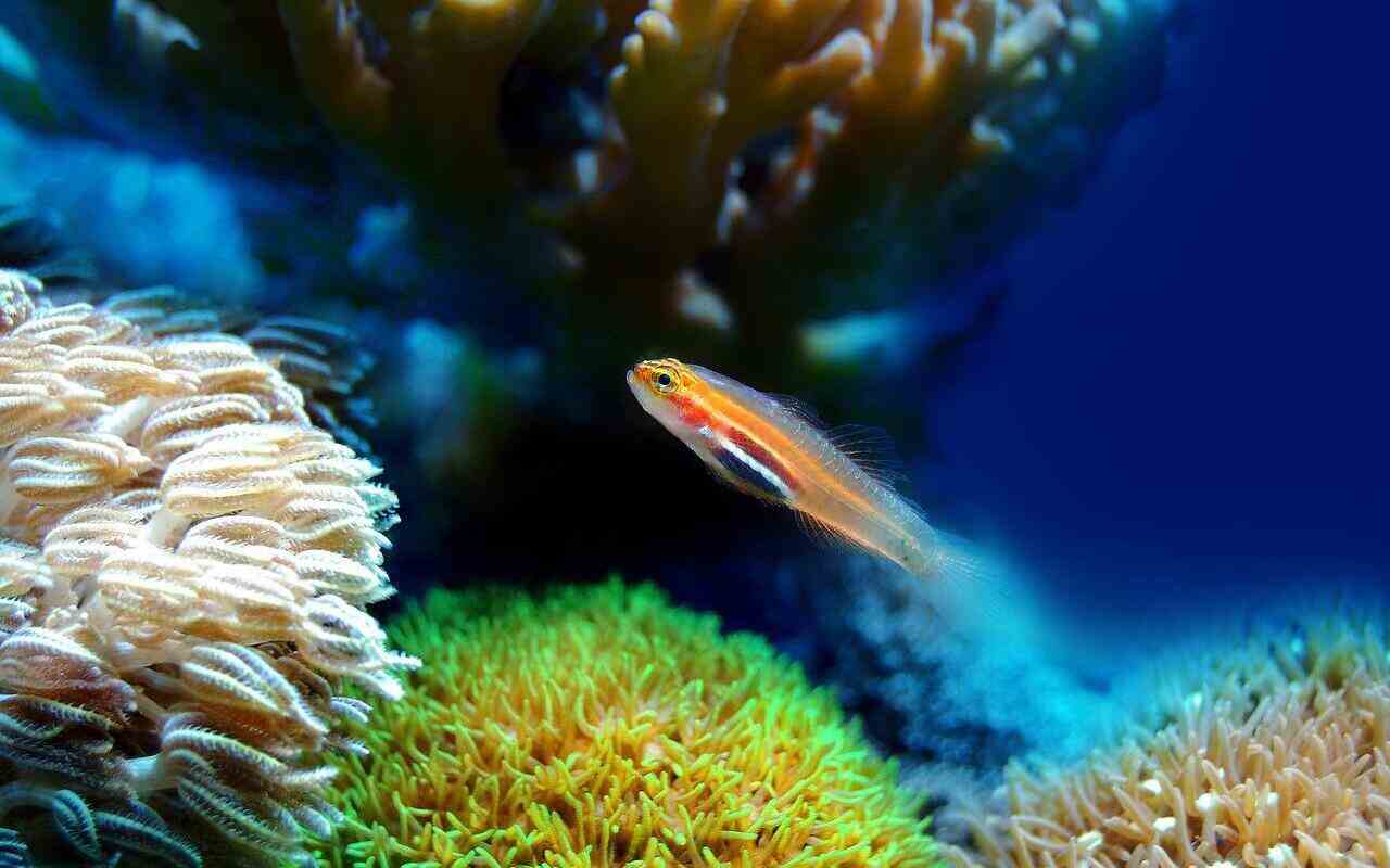 sbiancamento barriera corallina