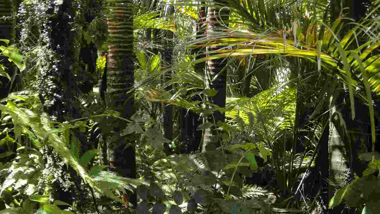 foresta pluviale
