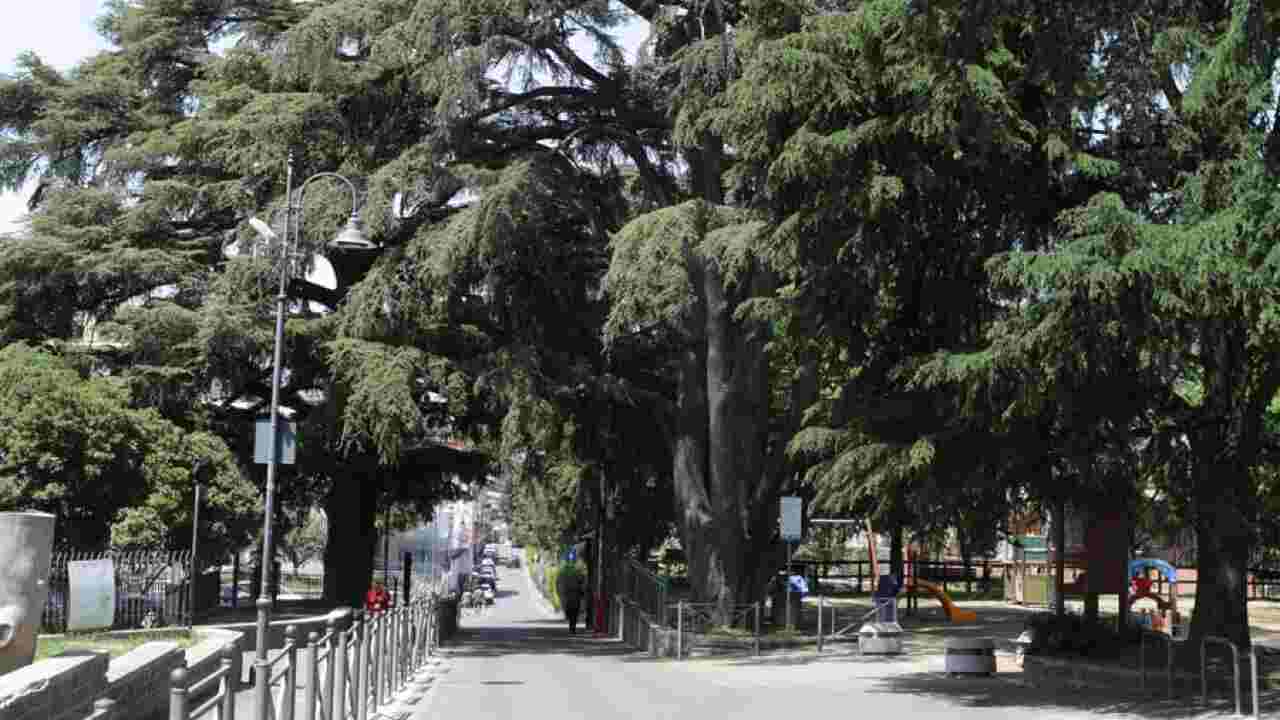 Giornata Nazionale Alberi 2022 Cedro Libano San Cesareo