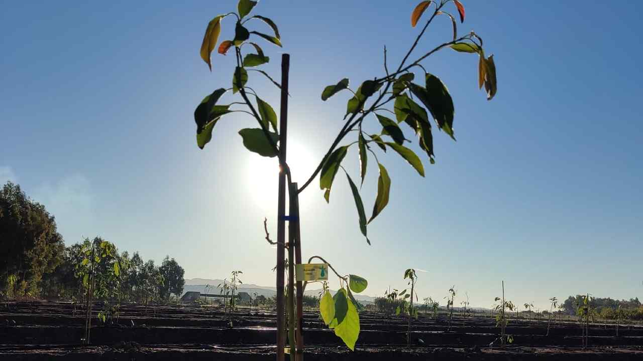 Piantina avocado dall'azienda agricola Persea