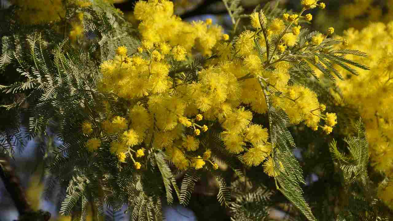 mimose ciliegio novembre