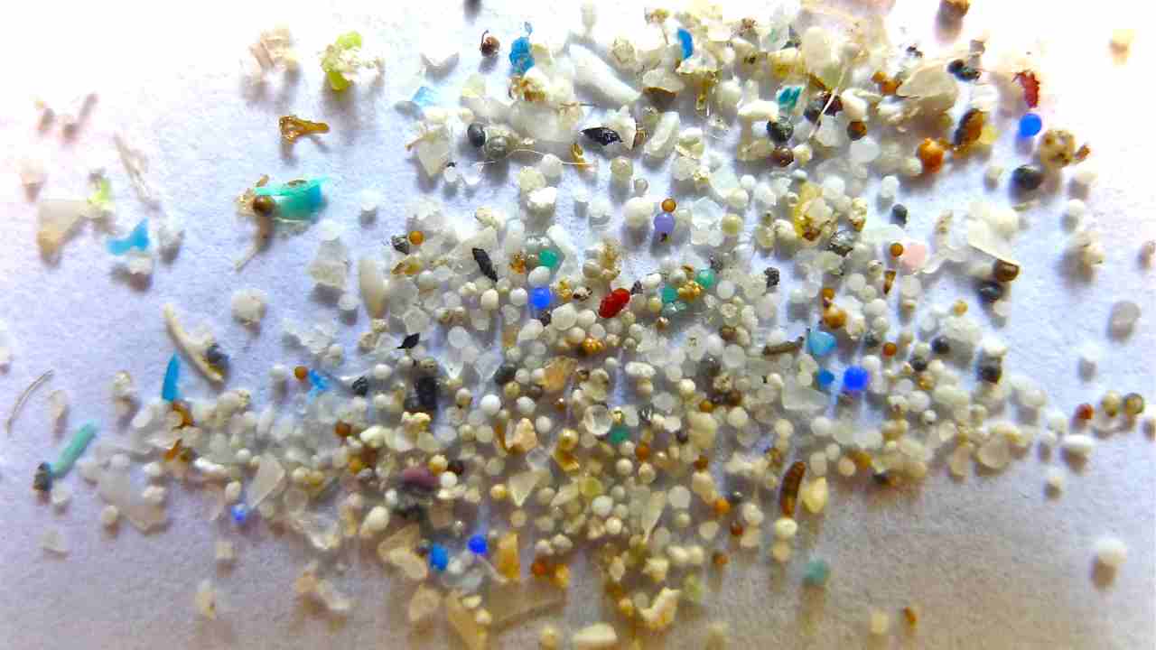 Microplastiche dannose per la salute degli esseri umani