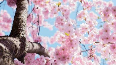 Significato Sakura fiori giapponesi