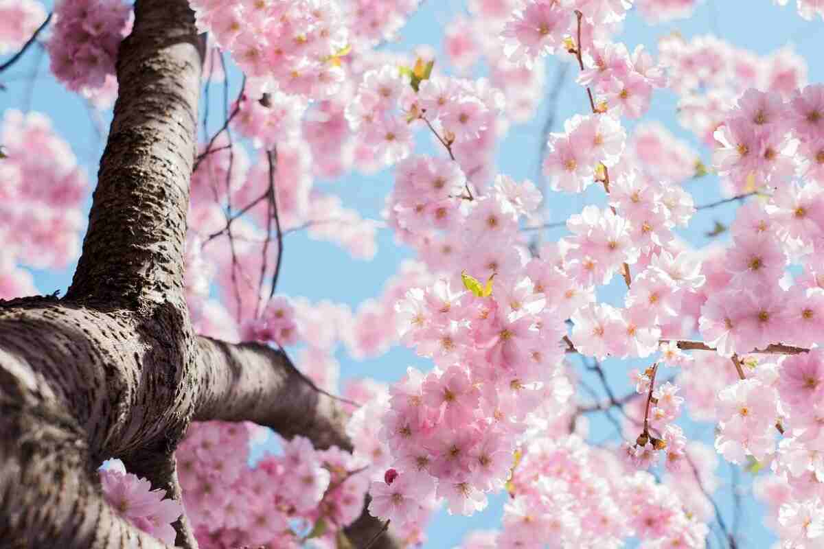 Significato Sakura fiori giapponesi