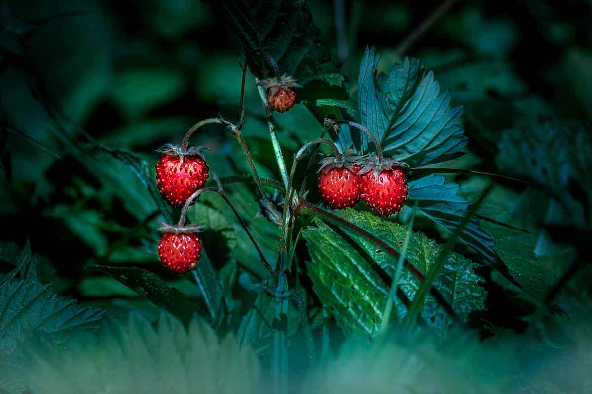 Fragole a marzo