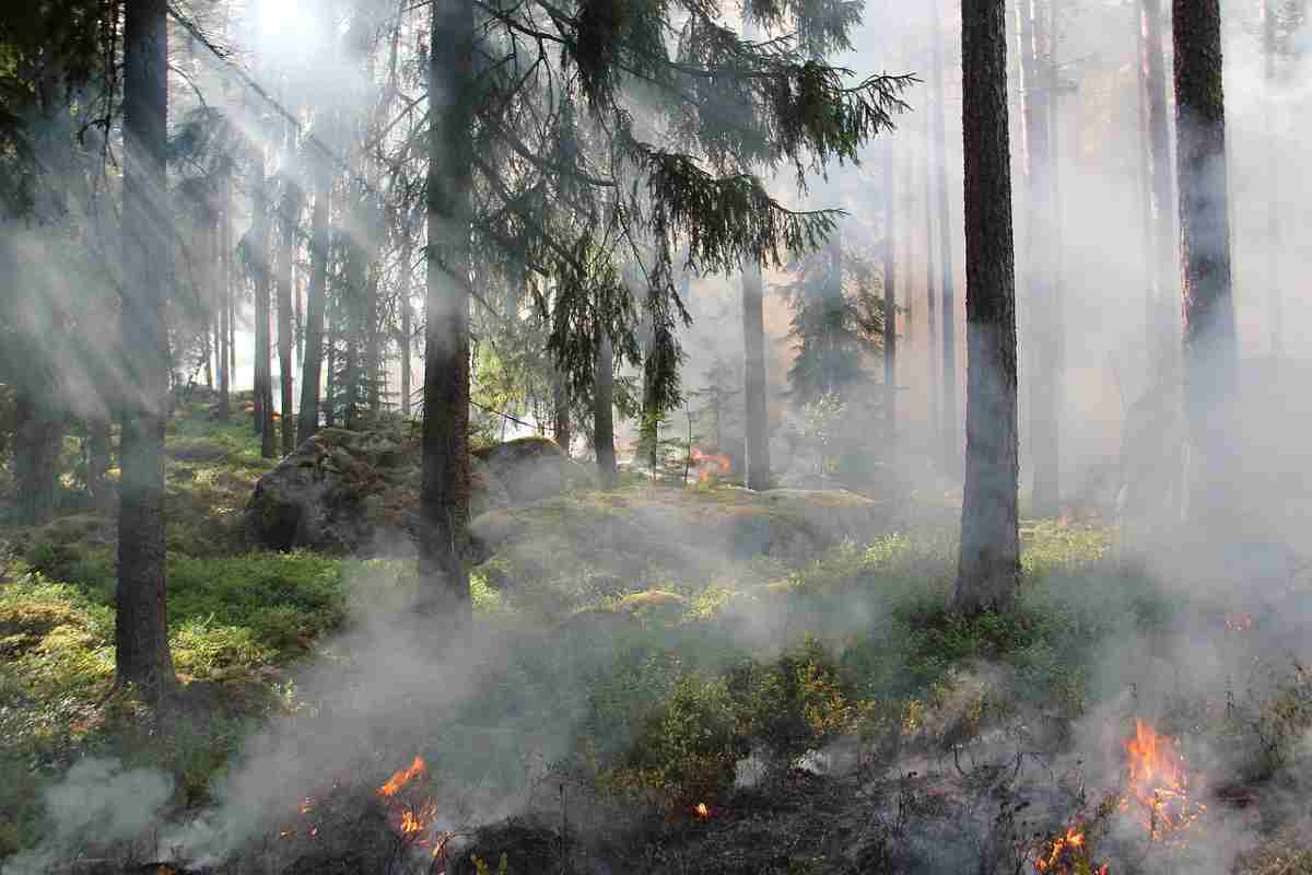 Ecocidio e reati ambientali