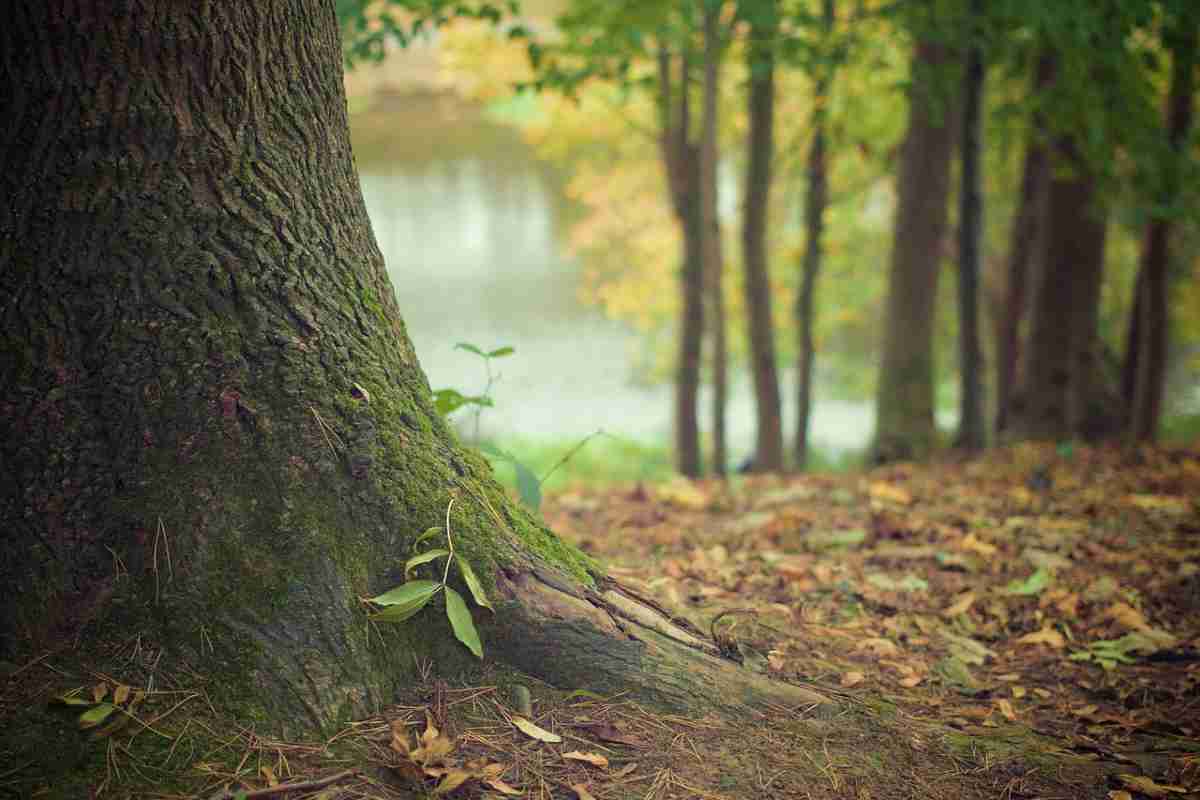 Foreste in Indonesia distrutte