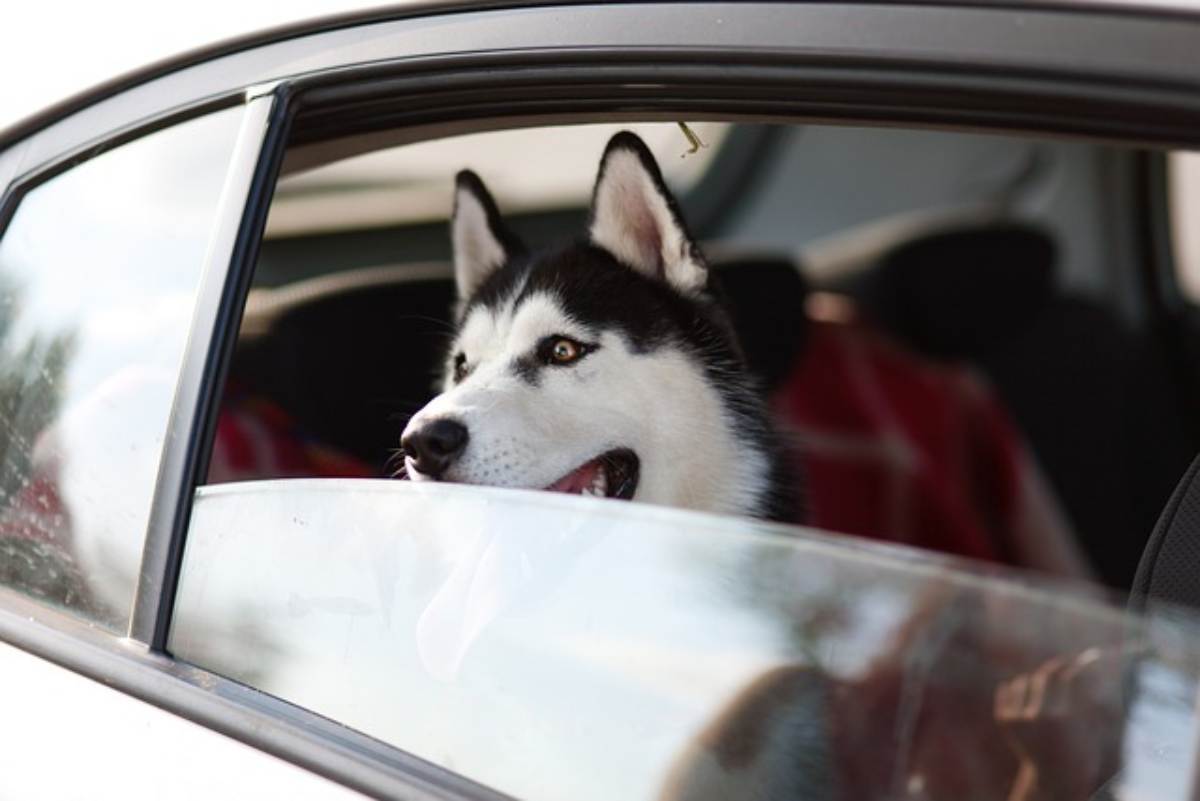 In viaggio con gli animali