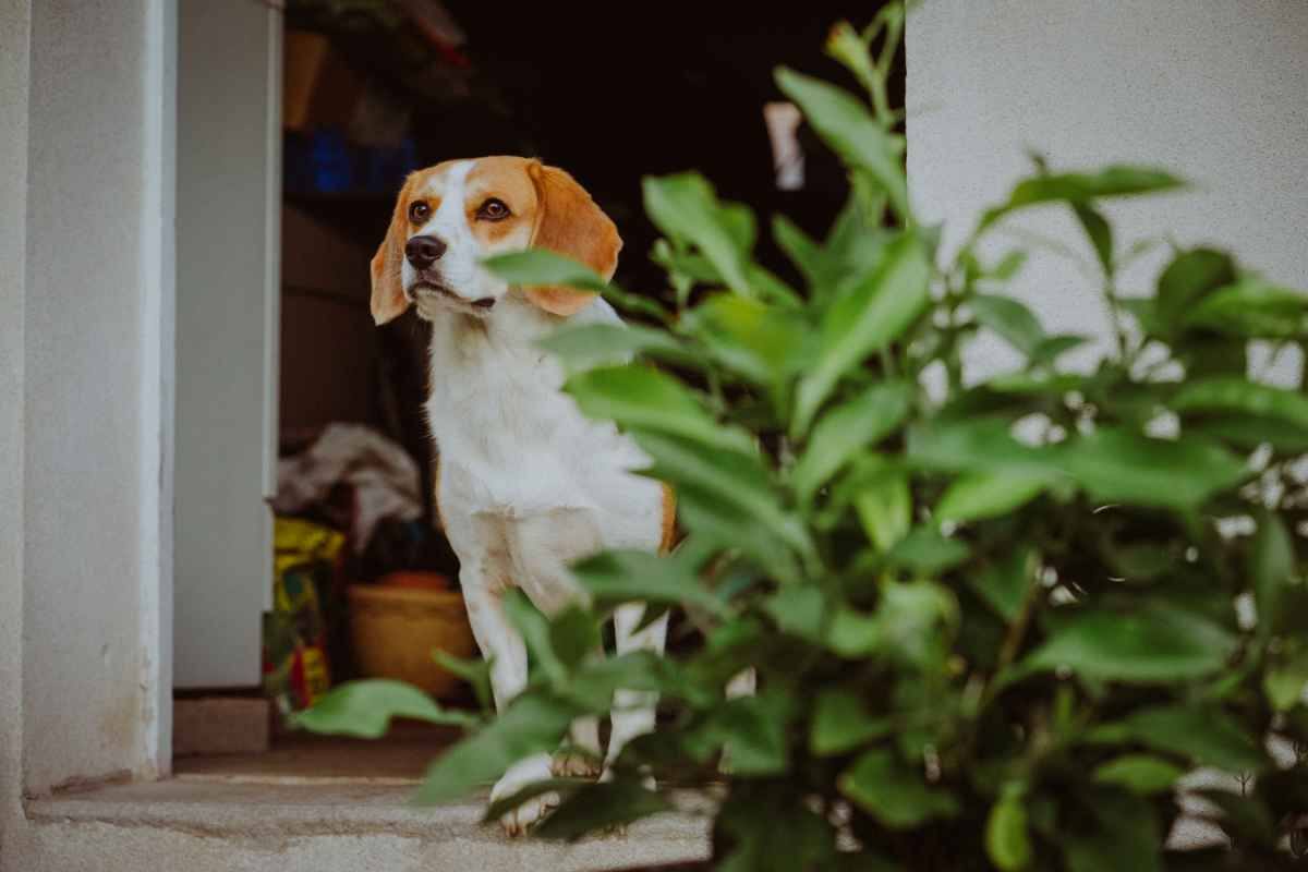 cani e piante attenzione