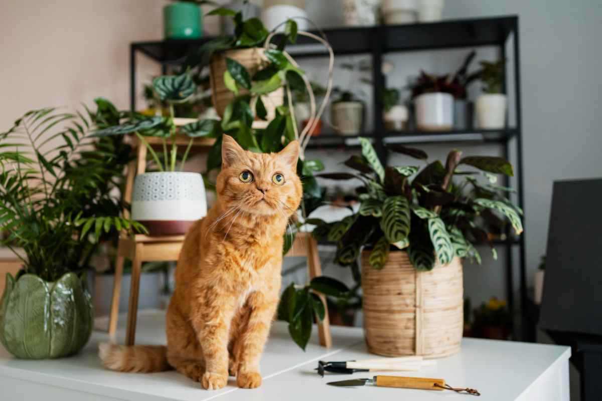 le piante velenose per il gatto