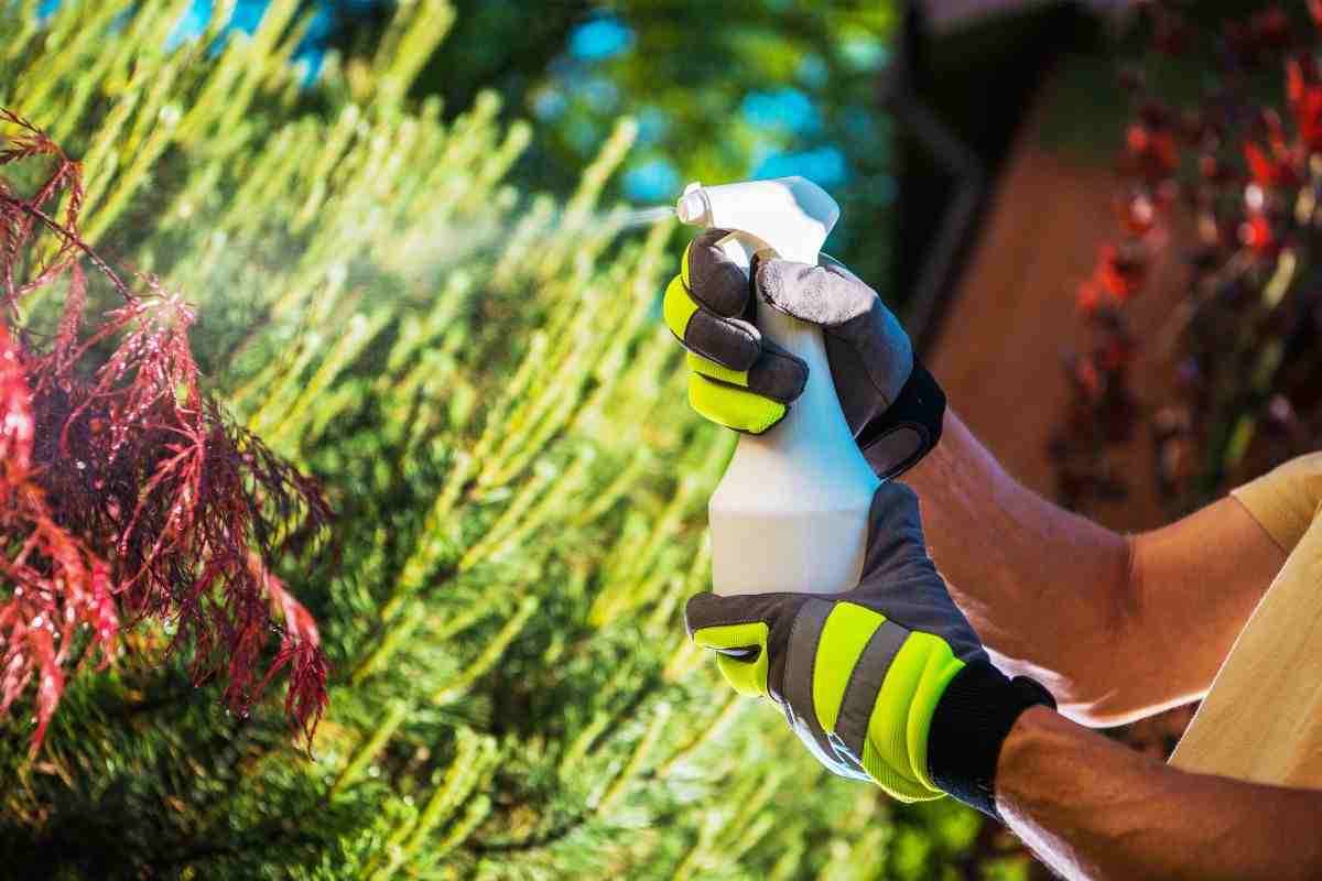 creare insetticida naturale