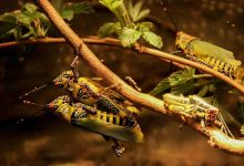 Allarme Cavallette in Sardegna: ecco i rischi