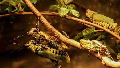 Allarme Cavallette in Sardegna: ecco i rischi